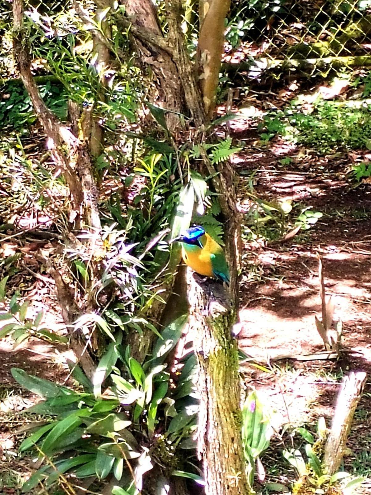 Casa De Montana Tica Linda Villa Monteverde Eksteriør bilde
